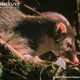 Illustration for article titled Monday Mustelid - Melogale everetti Edition